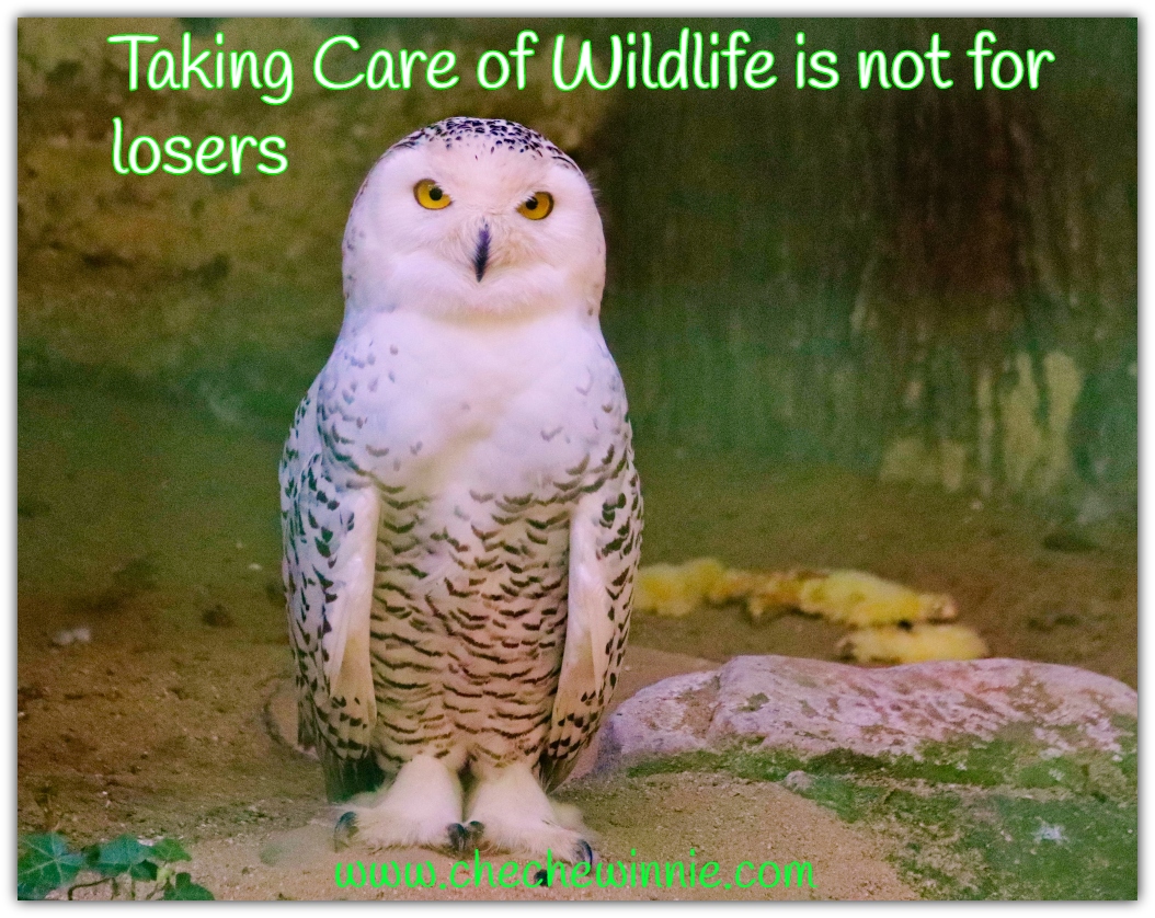 Taking Care of Wildlife is not for losers