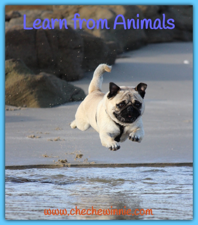 Learn from Animals - Cheche Winnie