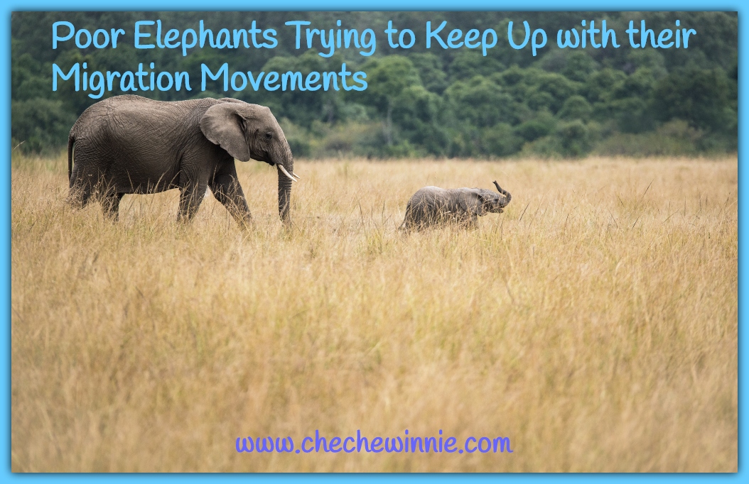 Poor Elephants Trying to Keep Up with their Migration Movements