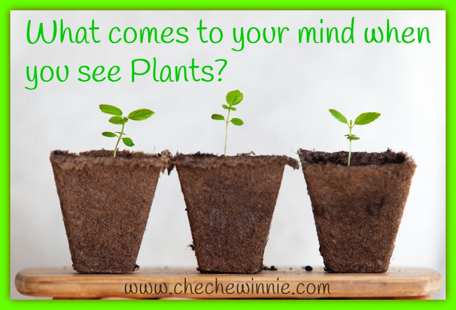 What comes to your mind when you see Plants?
