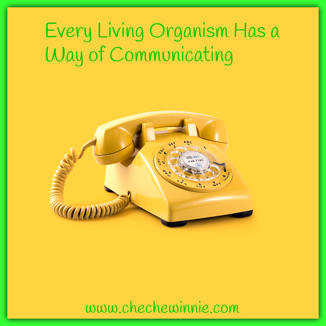 Every Living Organism Has a Way of Communicating