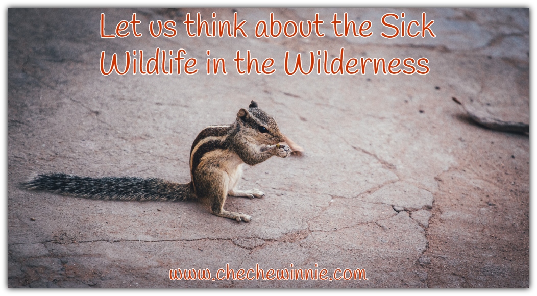 Let us think about the Sick Wildlife in the Wilderness