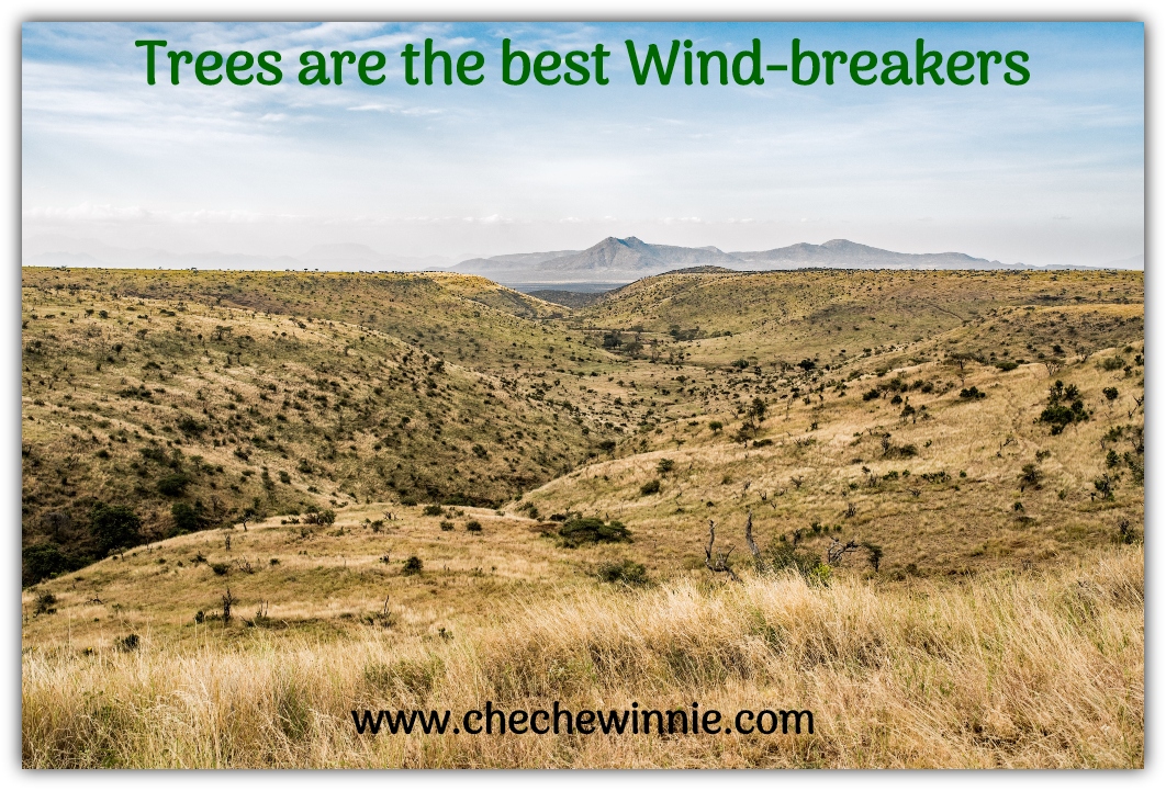 Trees are the best Wind-breakers