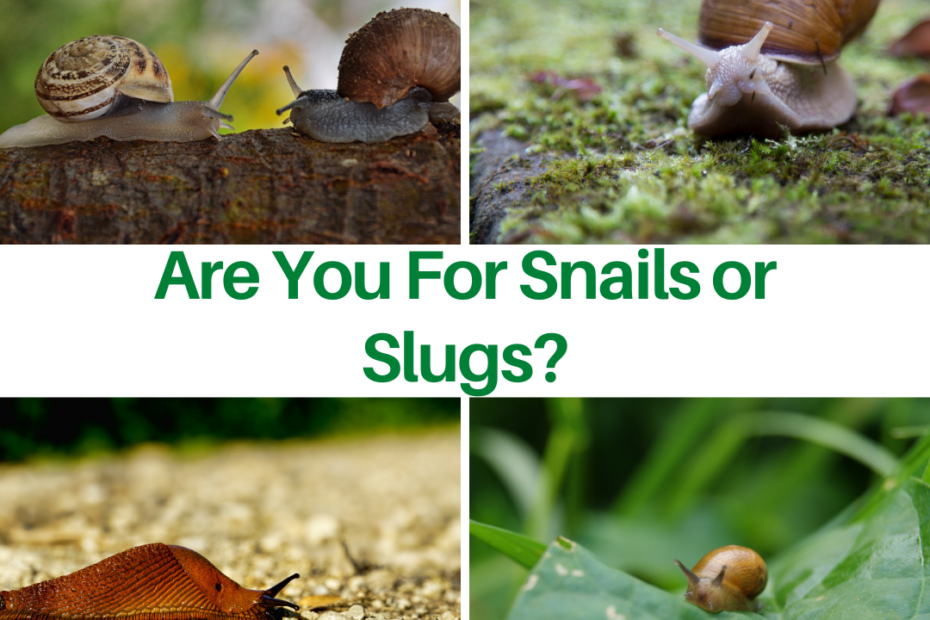 Are You For Snails or Slugs?