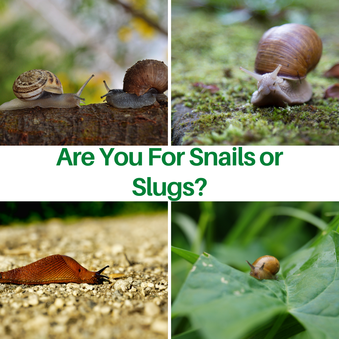 Are You For Snails or Slugs?