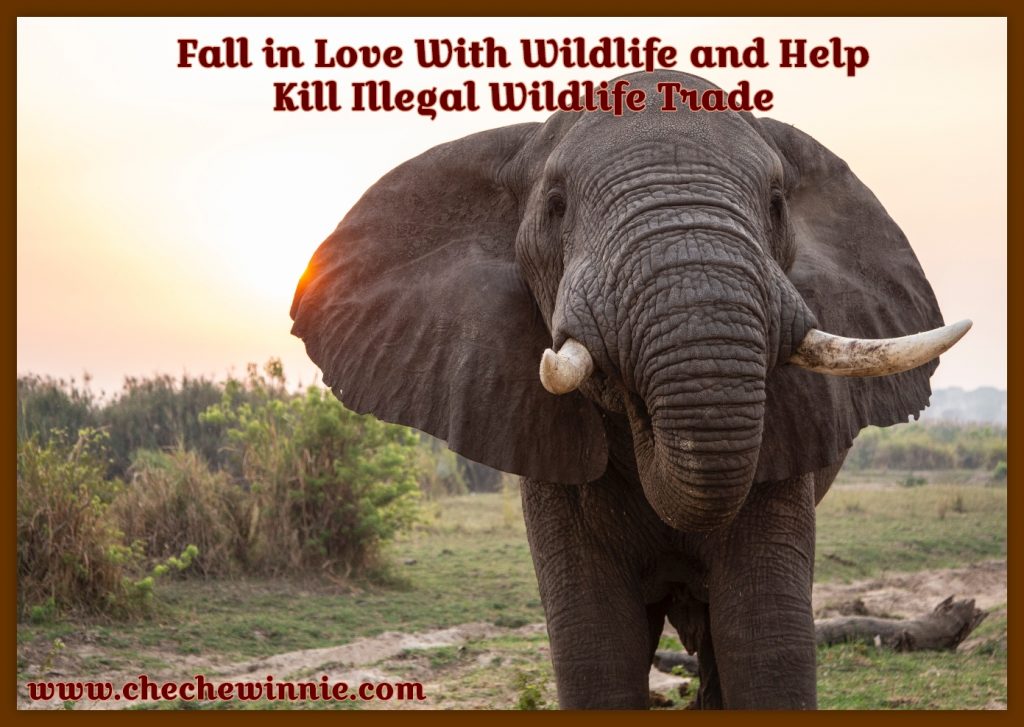Fall in Love With Wildlife and Help Kill Illegal Wildlife Trade