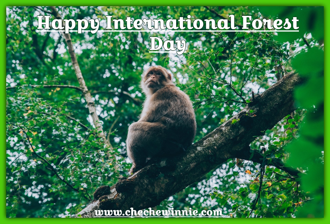 Happy International Forest Day