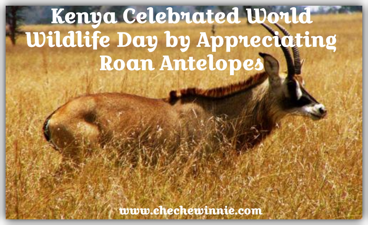 Kenya Celebrated World Wildlife Day by Appreciating Roan Antelopes - Cheche  Winnie