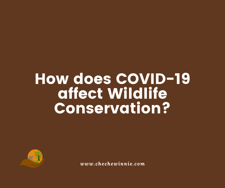 How does COVID-19 affect Wildlife Conservation?