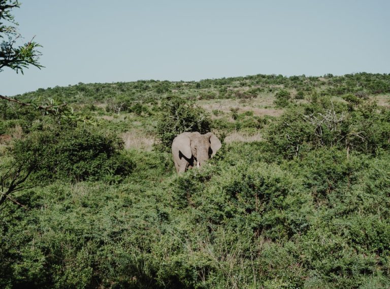 Why do elephants hold each other's tails? - The Eco Advocate