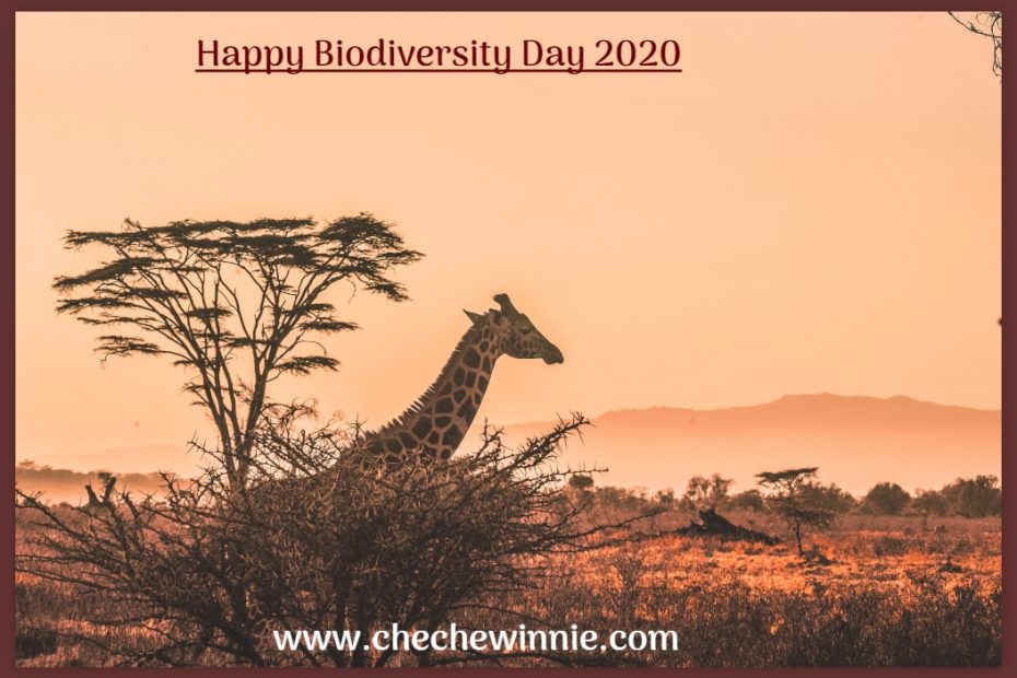 Happy Biodiversity Day 2020