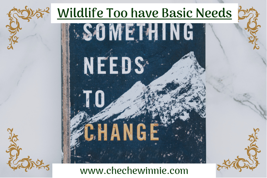 Wildlife Too have Basic Needs