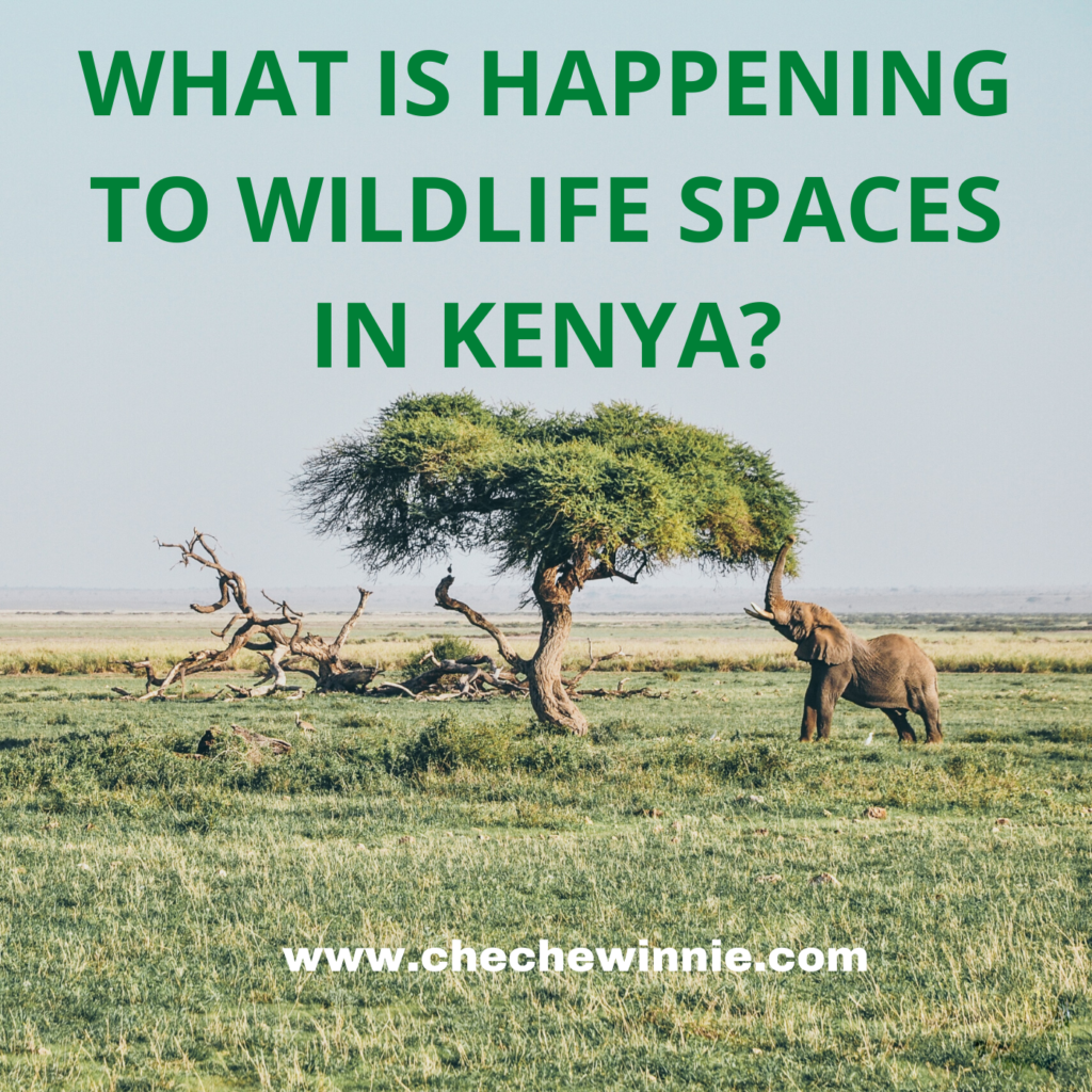 What is Happening to Wildlife Spaces in Kenya?