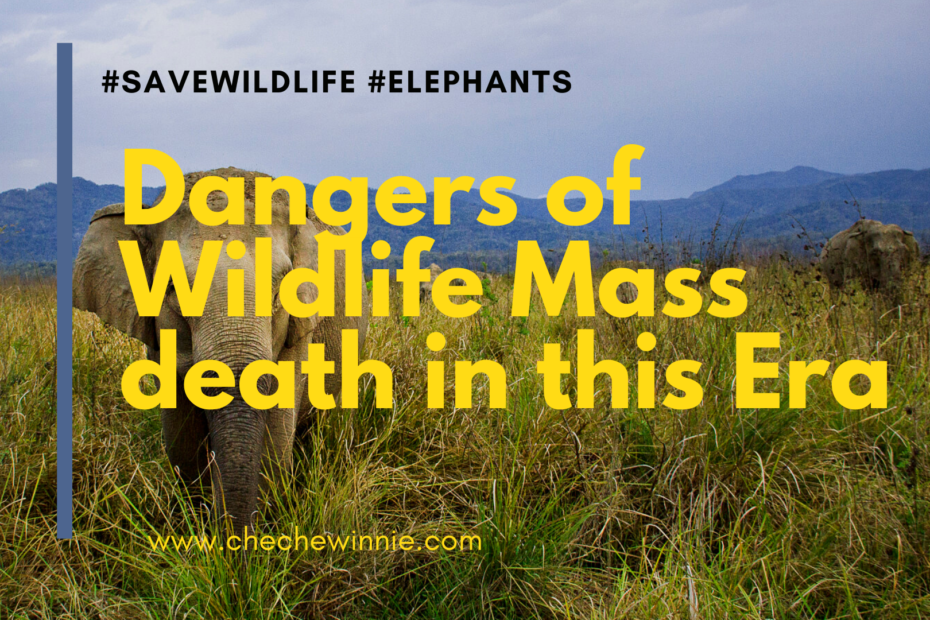 Dangers of Wildlife Mass death in this Era
