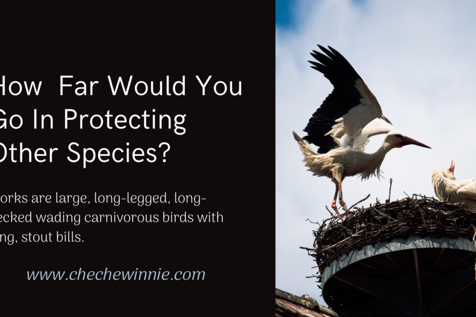 How Far Would You Go In Protecting Other Species?