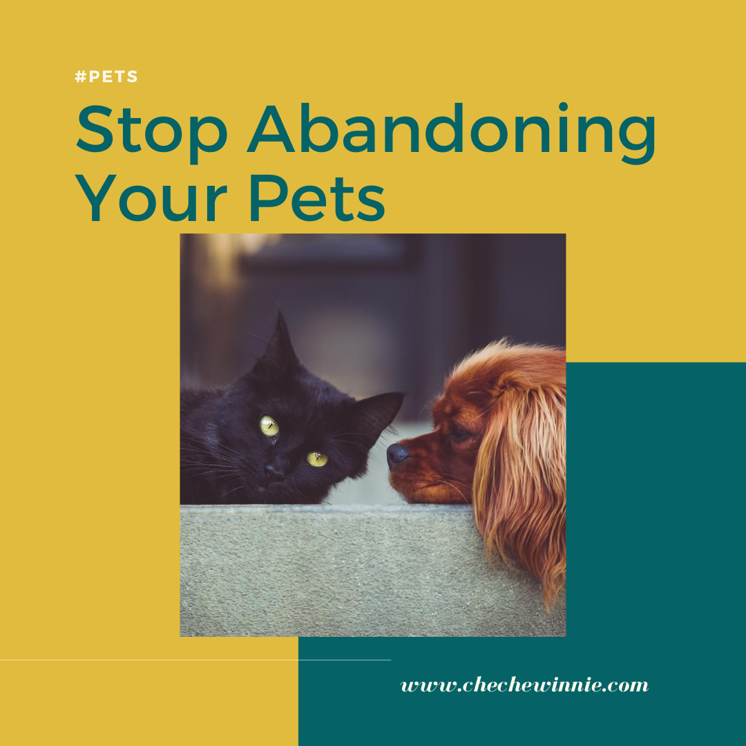 Stop Abandoning Your Pets