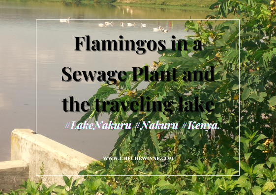 Flamingos in a Sewage Plant and the traveling lake