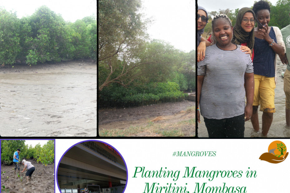 Planting Mangroves in Miritini, Mombasa