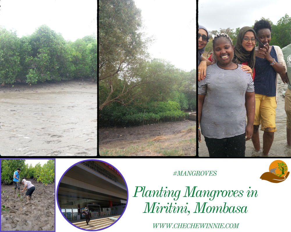 Planting Mangroves in Miritini, Mombasa