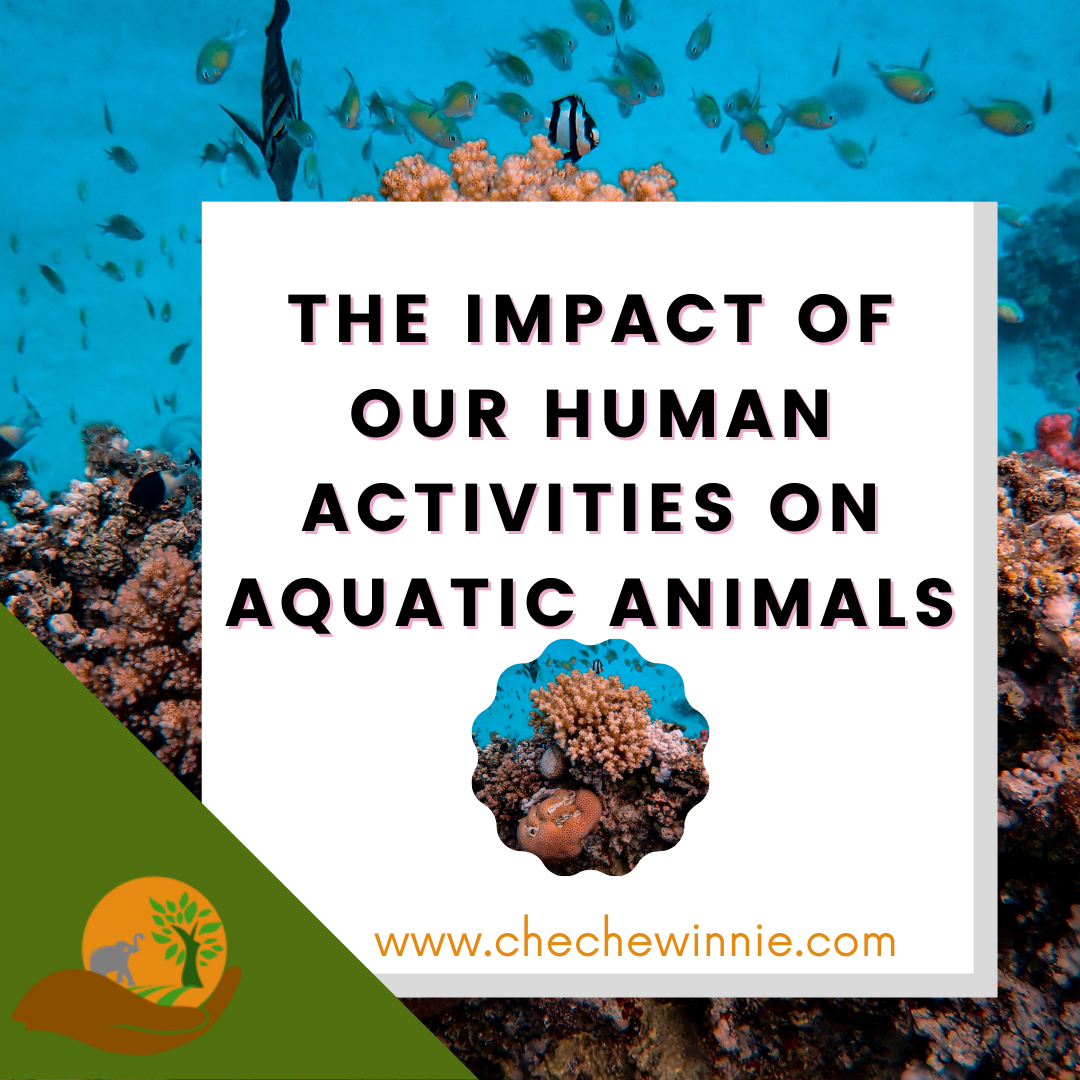 The Impact of Our Human Activities on Aquatic Animals
