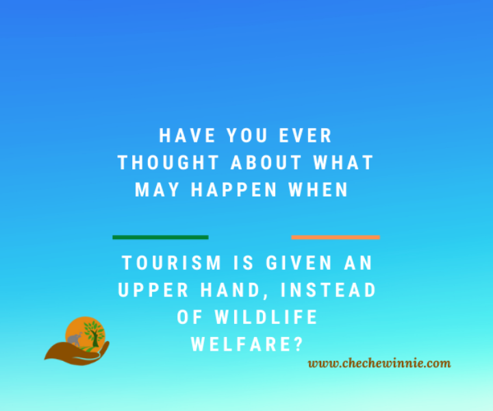 Have you ever thought about what may happen when Tourism is given an Upper hand, instead of Wildlife Welfare?