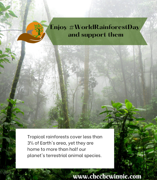 Enjoy #WorldRainforestDay and support them Tropical rainforests cover less than 3% of Earth's area, yet they are home to more than half our planet's terrestrial animal species.
