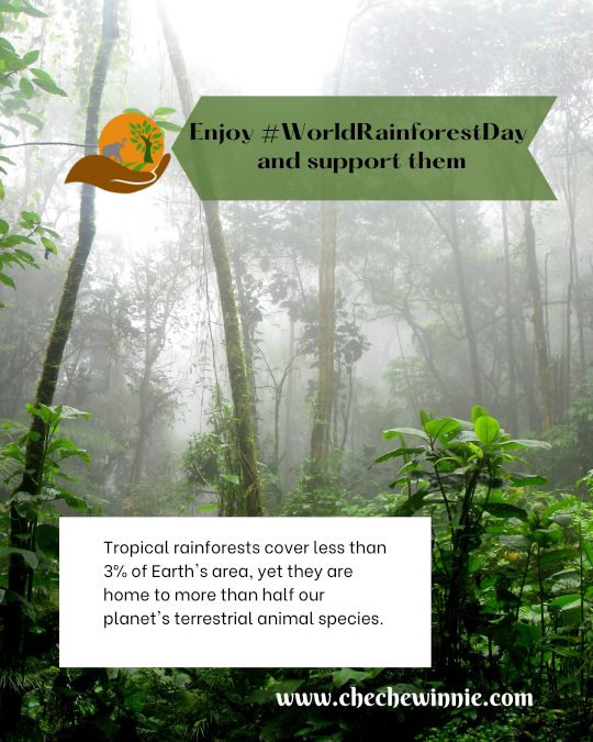 Enjoy #WorldRainforestDay and support them Tropical rainforests cover less than 3% of Earth's area, yet they are home to more than half our planet's terrestrial animal species.