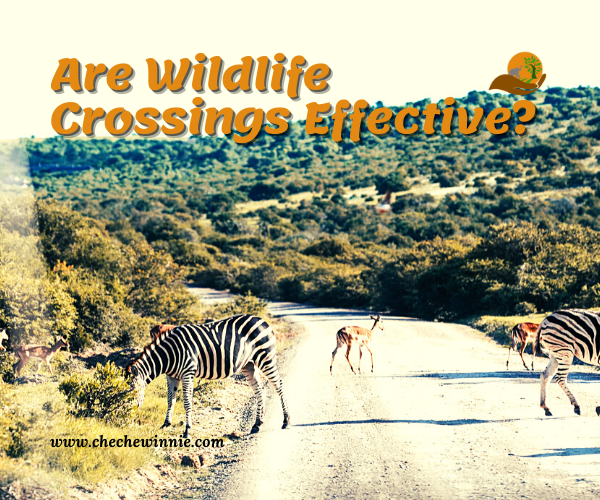 Are Wildlife Crossings Effective?