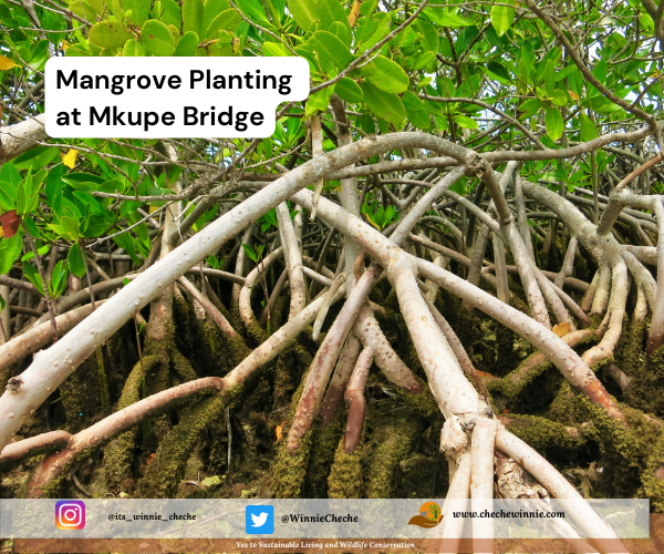 Mangrove Planting at Mkupe Bridge