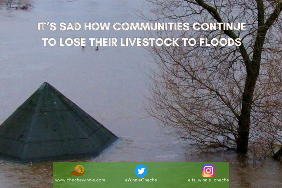 It’s Sad How Communities Continue To Lose Their Livestock To Floods