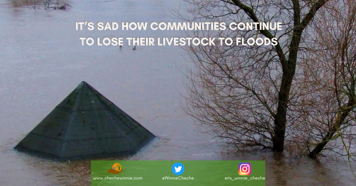 It’s Sad How Communities Continue To Lose Their Livestock To Floods