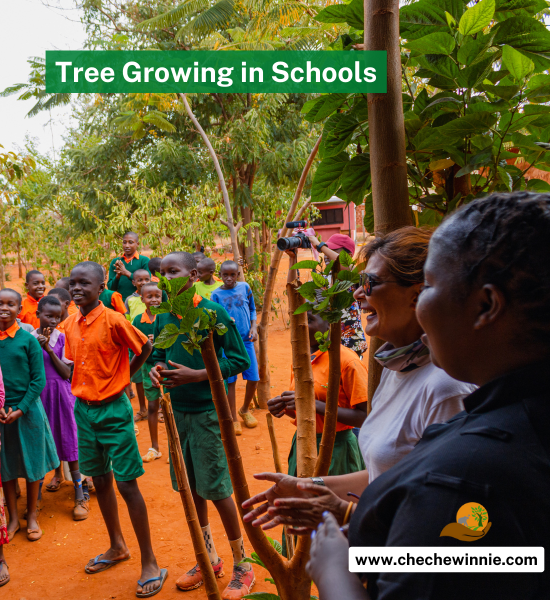 Tree growing in Schools