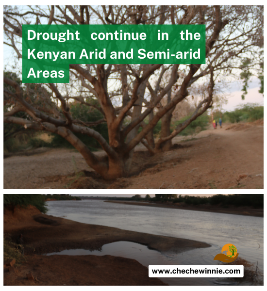 Drought continues in the Kenyan Arid and Semi-arid Areas