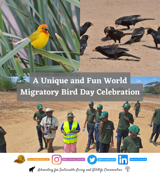 A Unique and Fun World Migratory Bird Day Celebration