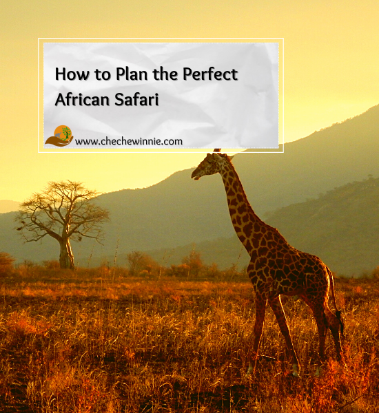 How to Plan the Perfect African Safari