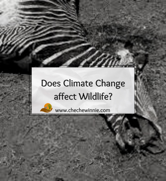 Does Climate Change affect Wildlife?