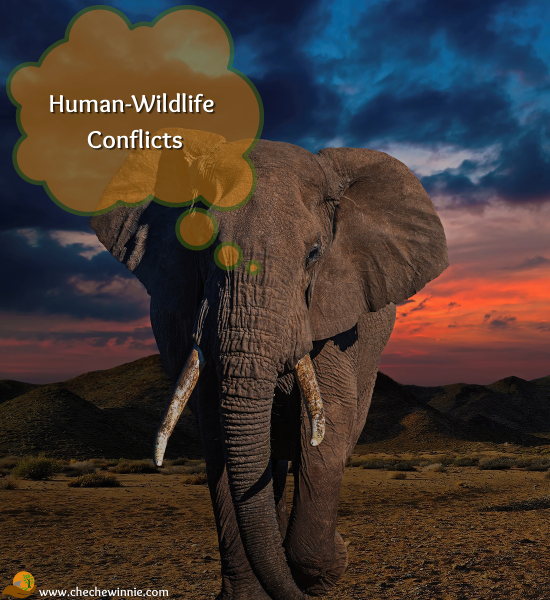 Human-Wildlife Conflicts