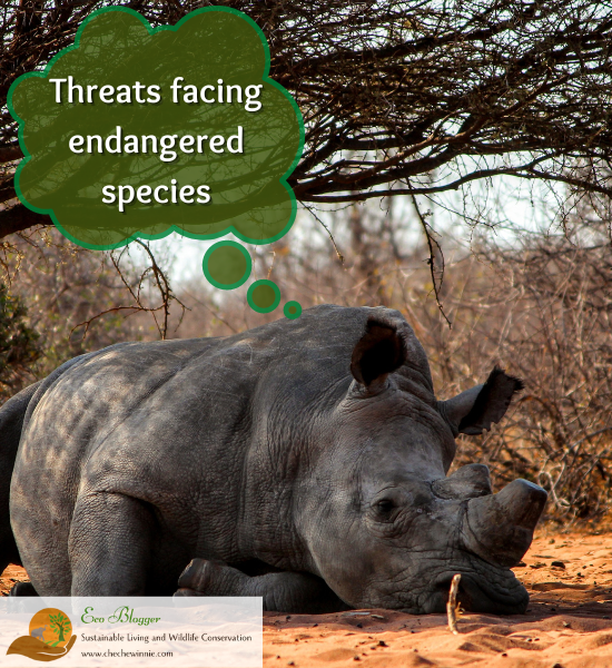 Threats facing endangered species