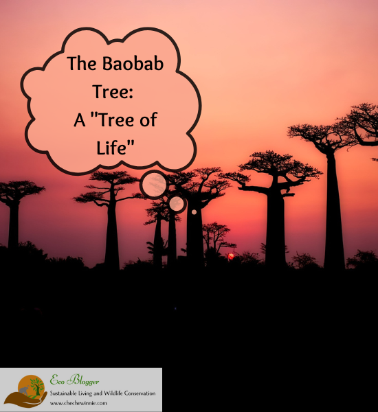 The Baobab Tree: A "Tree of Life"