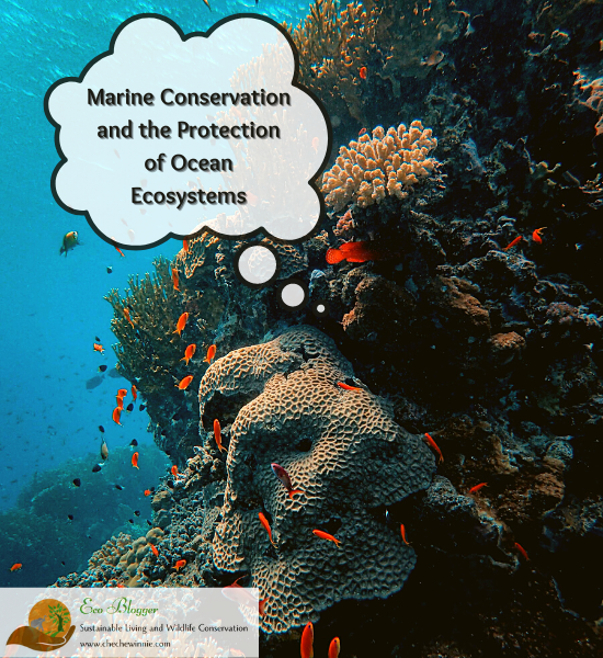 Marine Conservation and the Protection of Ocean Ecosystems