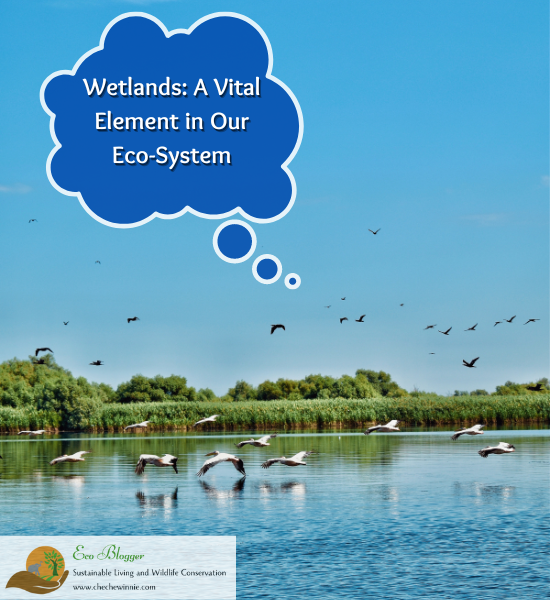 Wetlands: A Vital Element in Our Eco-System