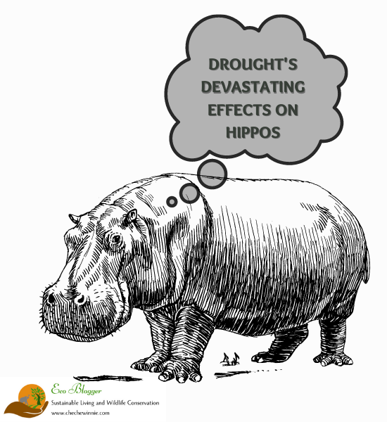 Drought's Devastating Effects on Hippos