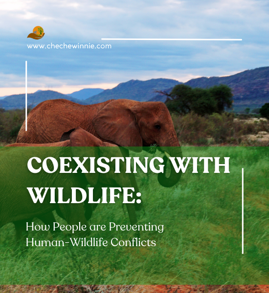 How People Are Preventing Human-Wildlife Conflicts