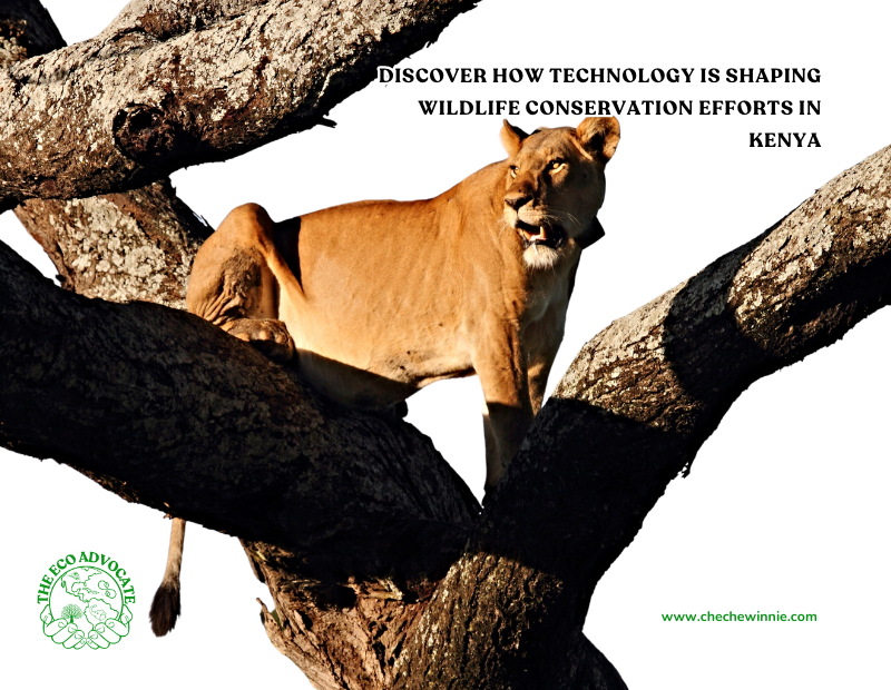 Discover How Technology Is Shaping Wildlife Conservation Efforts In Kenya