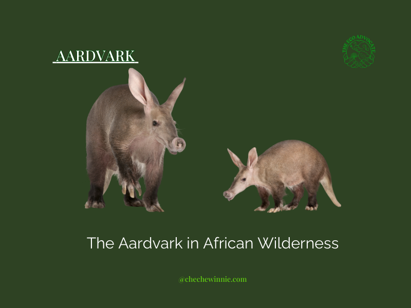 The Aardvark in African Wilderness