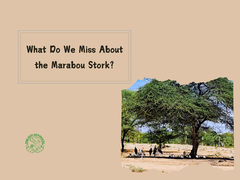 What Do We Miss About the Marabou Stork?