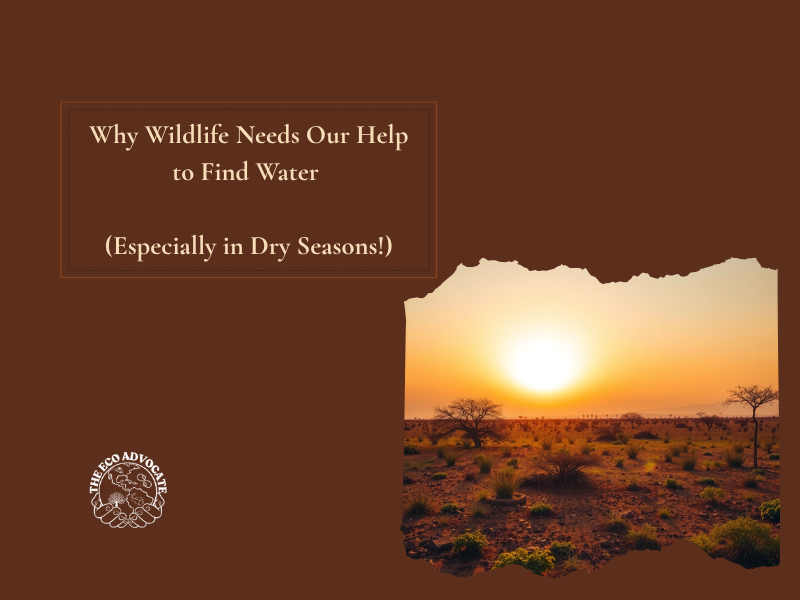 Why Wildlife Needs Our Help to Find Water (Especially in Dry Seasons!)