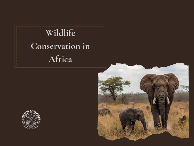 Wildlife Conservation in Africa