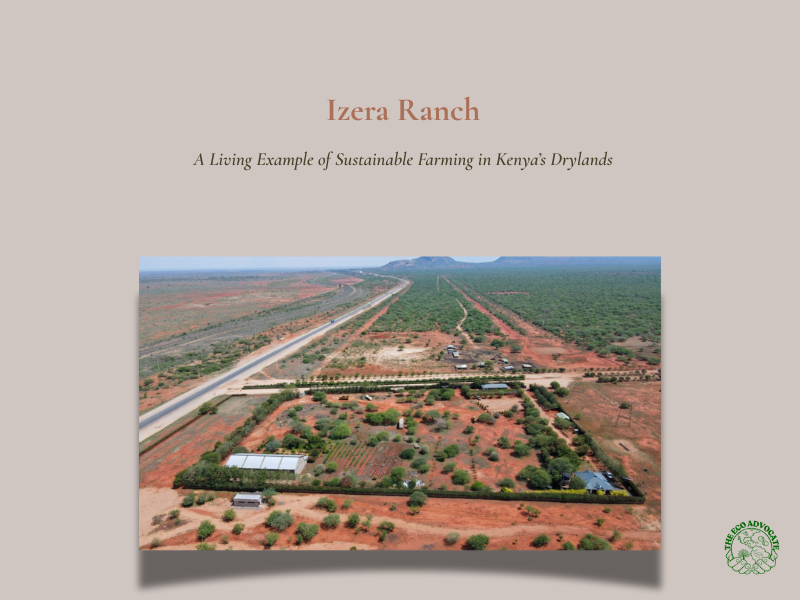 Izera Ranch: A Living Example of Sustainable Farming in Kenya’s Drylands