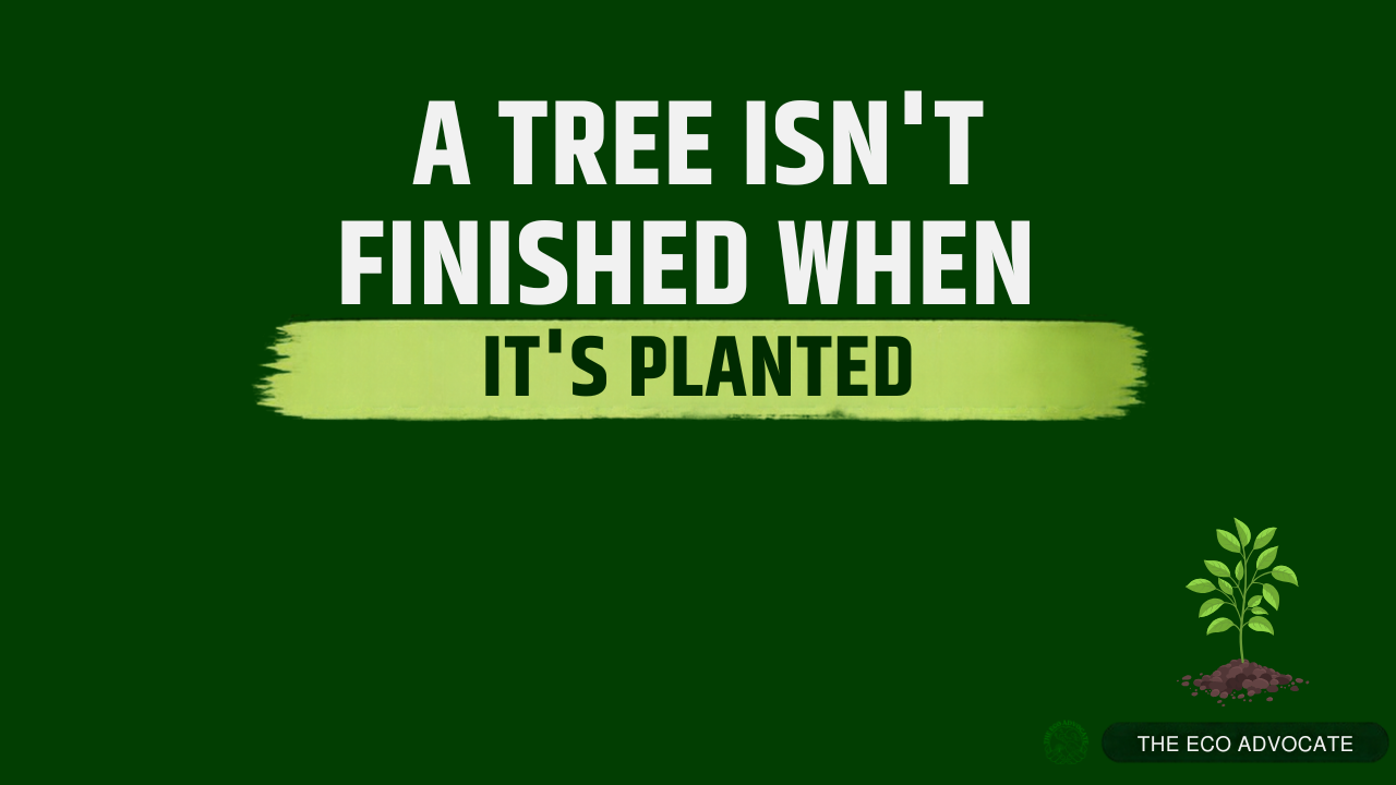 A Tree Isn't Finished When It's Planted